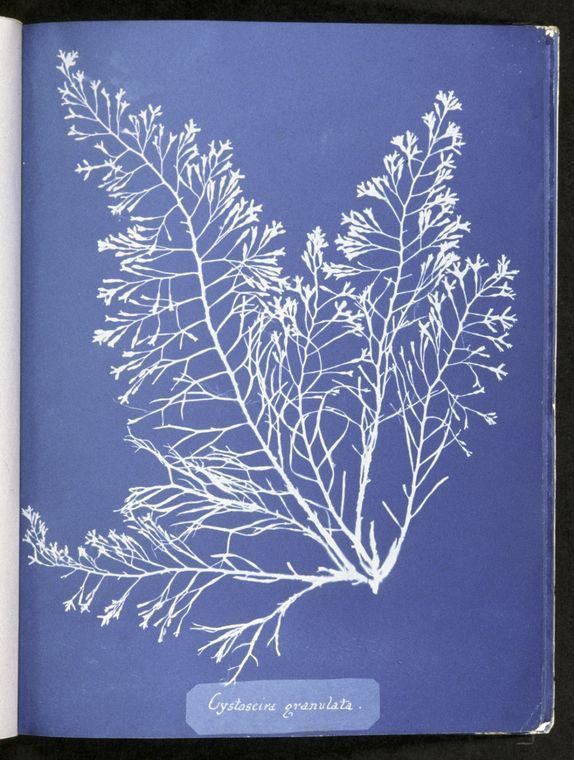 Cystoseira granulata, Anna Atkins, © New York Public Library