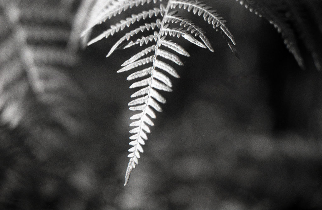 A cup of PC-TEA - Pierre Killmayer - Photo developer review